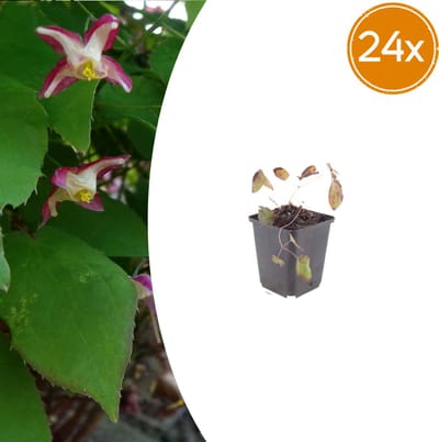 Tuinplantenshop.com | Epimedium rubrum | 24 stuks - Ø9cm - 10-25cm hoog - Tuinplant