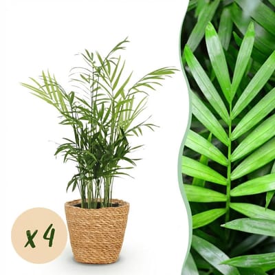 Green boutiQ - Kamerplant - Chamaedorea elegans - Goudpalm - Huisdiervriendelijke Plant - Groen - 4 Planten - met Mand - Pot 12cm - Hoogte 15cm
