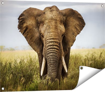 Gards Tuinposter Olifant in het Wild - Kleur - 80x60 cm - Tuindoek - Tuindecoratie - Wanddecoratie buiten - Tuinschilderij