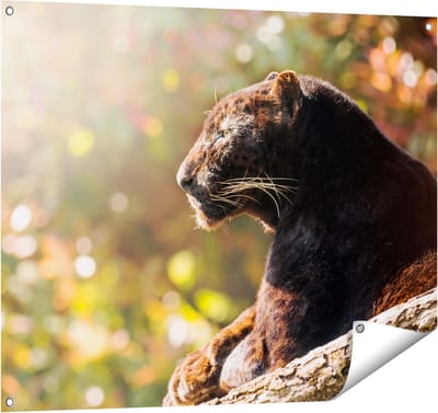 Gards Tuinposter Zwarte Panter vanaf de Zijkant - 100x80 cm - Tuindoek - Tuindecoratie - Wanddecoratie buiten - Tuinschilderij