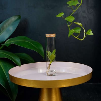 Tubes | plant in glas | Clusia Princess
