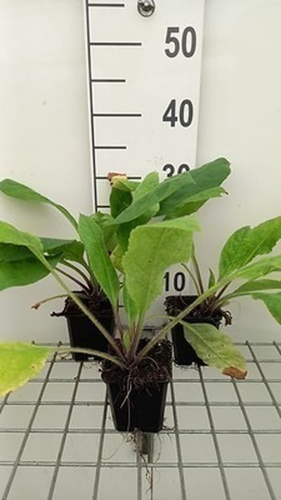 6x Longkruid - Pulmonaria rubra | 9x9 cm pot