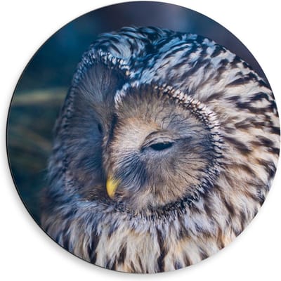 Dibond Wandcirkel - Uil met Wit Bruine Haren en Gele Neus - 50x50cm Foto op Aluminium Wandcirkel (met ophangsysteem)
