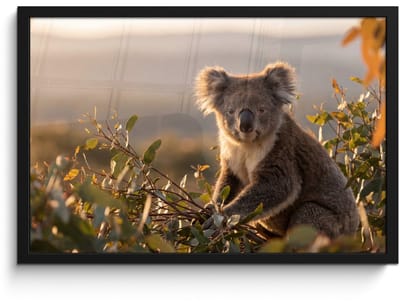 Poster in lijst - Fotolijst 60x40 cm - Posters - Koala - Bladeren - Ochtendlicht - Posterlijst zwart - Decoratie - Wanddecoratie woonkamer - Muurdecoratie slaapkamer