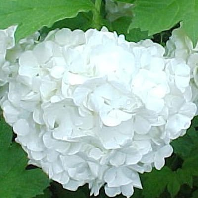 Viburnum Opulus 'Roseum' - Gelderse roos 40-60 cm pot
