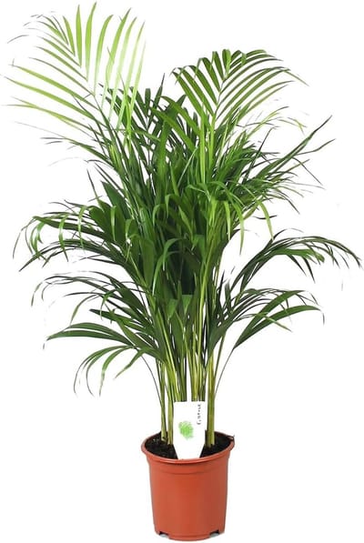 Goudpalm - Areca - Luchtzuiverende Kamerplant met Pot 21cm - Hoogte 100-120cm