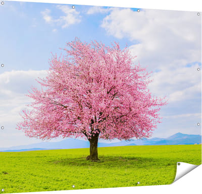 Gards Tuinposter Roze Sakura Bloesem Boom in het Groene Veld - 150x120 cm - Tuindoek - Tuindecoratie - Wanddecoratie buiten - Tuinschilderij