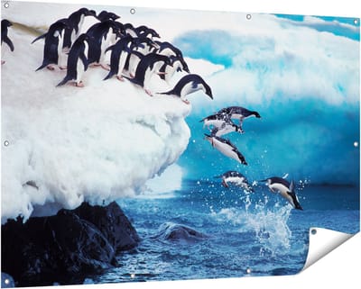 Gards Tuinposter Kudde Pingu�ns Springen vanaf een Rots - 150x100 cm - Tuindoek - Tuindecoratie - Wanddecoratie buiten - Tuinschilderij