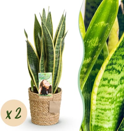 Green BoutiQ - Kamerplanten - Sansevieria Laurentii - Vrouwentong - Weinig onderhoud - met mand - Groen - 2 Planten - Pot 17cm - Hoogte 60-70cm
