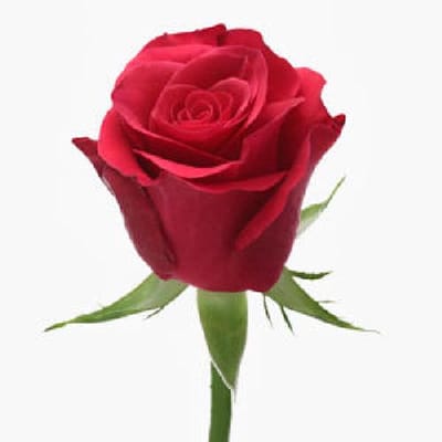 20x Rosa tacazzi+ 70cm