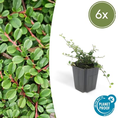 Trendyplants - Cotoneaster procumbens 'Streib's Findling' - 6 stuks - Dwergmispel - Winterhard - Hoogte 20-30 cm - Potmaat Ø9cm