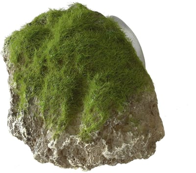 Aqua Della - Aquariumdecoratie - Vissen - Moss Stone With Suction Cup S - 12x9,5x10,5cm - 1st