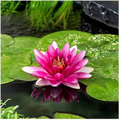 Moerings Nymphaea Escarboucle | Waterlelie | In 11CM pot