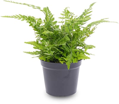 Varen - Athyrium spicatum - Terrarium plant - Potmaat 8 -