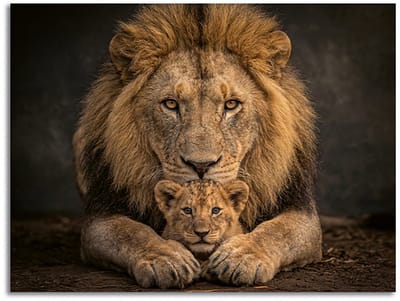 Schilderij Woonkamer - Modern Canvas Kunstwerk - 70 x 50 cm - Leeuw met Cub Verbonden in Kracht No5 - PosterGuru
