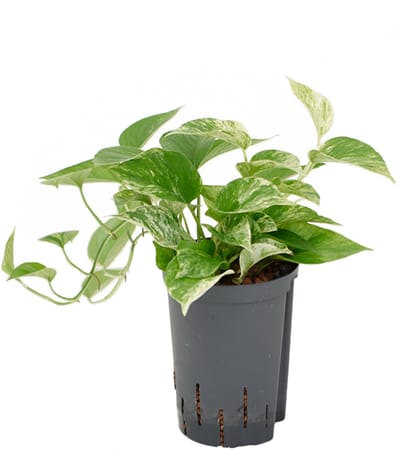 Hydroplant Scindapsus (Epipremnum) Marble Queen