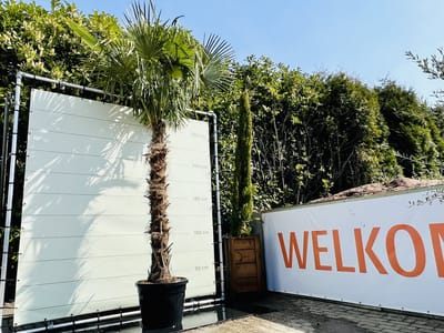 Tropictrees - Palmboom - Trachycarpus Fortunei - Plant - Winterhard - Pot ⌀ 50cm - Hoogte ca. 300cm