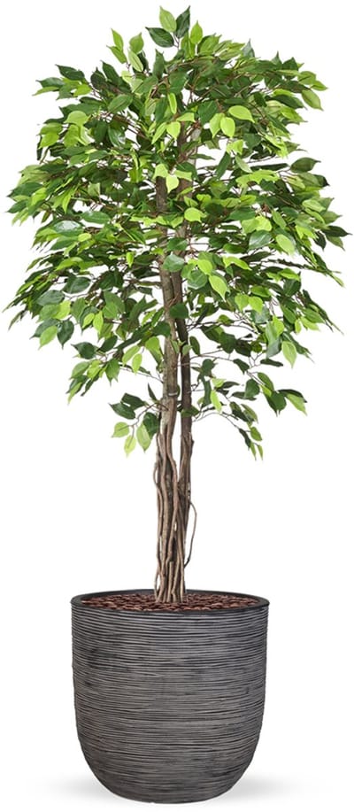 Kunstplant Ficus groen in planter ball Rib antraciet H200 cm