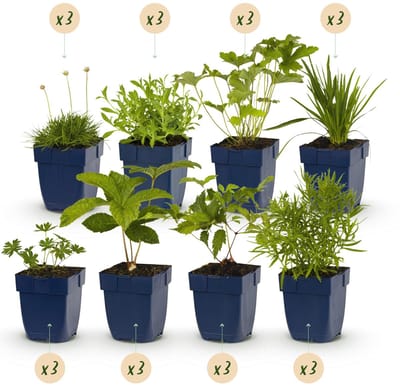 Green boutiQ - Borderpakket - Kleur Wit - 24 Vaste planten - 3 m2 - Diversen kleuren - Weinig Onderhoud - Pot 11cm