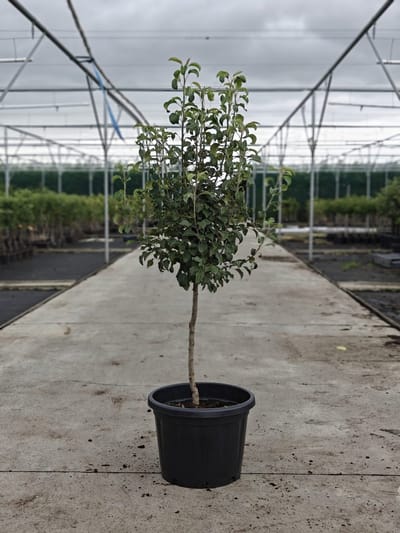 Pyrus communis - Oude Perenboom 'Doyenné du Comice' - Onderstam BA29 - 45L pot - ca. 2m