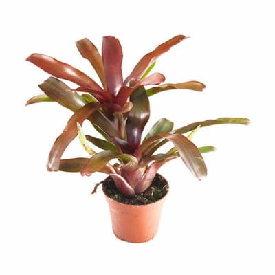 Aquaflora Neoregelia Fireball | in 5 cm pot