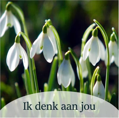 Luxe Bloemenkaartje - "Ik denk aan jou" - Cadeaukaartje - Bloemenlabel - Kaartje - 7x7 cm - 20 stuks - Met Boorgaatje