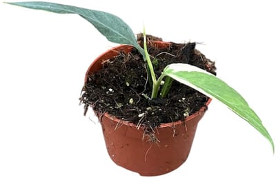 Epipremnum Pinnatum Ghostie - Kamerplant - Potmaat Ø10,5 cm