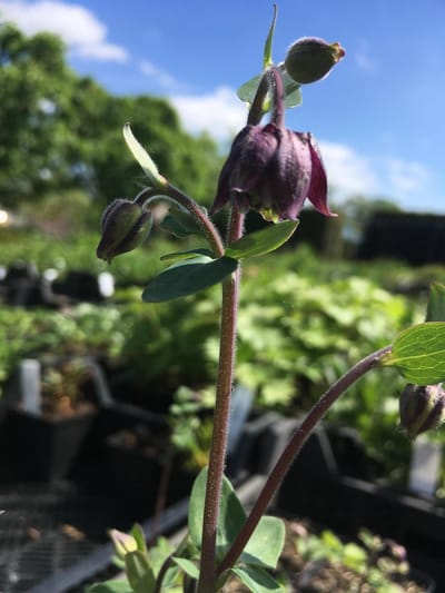 6 x Aquilegia 'Black Barlow' - Akelei - P9 Pot (9 x 9cm) - Dima Vaste Planten