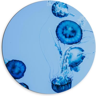 Dibond Wandcirkel - Blauwe Kwallen in het Water - 60x60cm Foto op Aluminium Wandcirkel (met ophangsysteem)