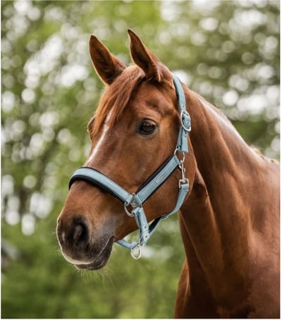 Waldhausen Halter Mesh Korenblauw - Paardenhalster - Pony