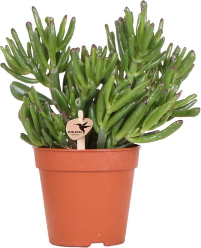 Kolibri Greens | Groene plant - Succulent Crassula Hobbit - potmaat Ø12cm - groene kamerplant - vers van de kweker
