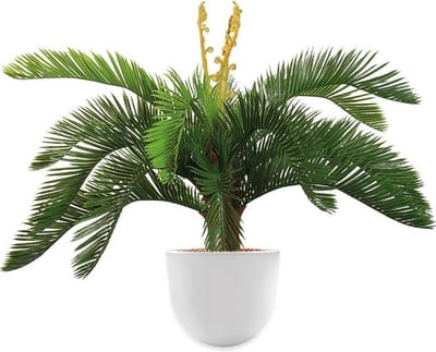 HTT - Kunstplant Cycas in Eggy wit H70 cm