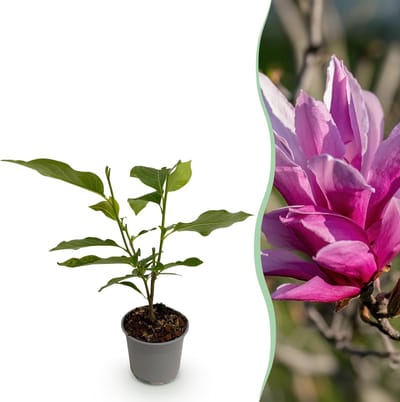 Plantenboetiek.nl | Magnolia liliiflora Nigra - Bloem Paars - Bladverliezend - Weinig Onderhoud - Ø12cm - 30cm hoog - Tuinplant