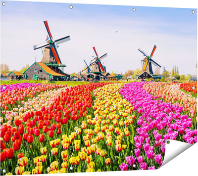 Gards Tuinposter Kleurrijke Tulpen Bloemenveld - Windmolen - 120x90 cm - Tuindoek - Tuindecoratie - Wanddecoratie buiten - Tuinschilderij