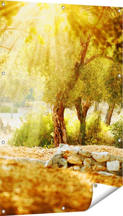 Gards Tuinposter Olijfbomen - Olijfboomgaard - 80x120 cm - Tuindoek - Tuindecoratie - Wanddecoratie buiten - Tuinschilderij
