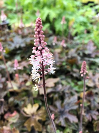 6 x Tiarella 'Pink Skyrocket' - Schuimbloem - P9 Pot (9 x 9cm) - Dima Vaste Planten