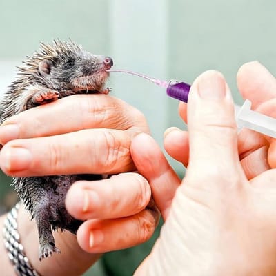 Voedingsbuizen voor vogels - bird feeding probes