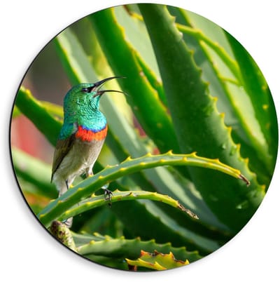 Dibond Wandcirkel - Blauw Vogeltje in Groene Takken - 40x40cm Foto op Aluminium Wandcirkel (met ophangsysteem)