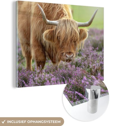 MuchoWow® Glasschilderij 160x120 cm - Schilderij acrylglas - Schotse Hooglander - Paars - Bloemen - Foto op glas - Schilderijen