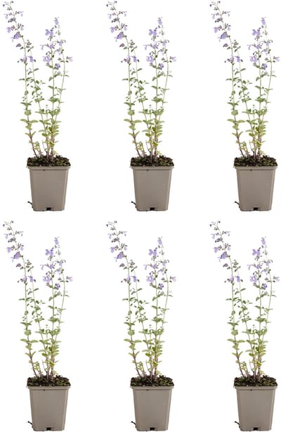 Bloomique - Set van 6 - Nepeta Walker's Low - Kattenkruid - Winterhard - Vaste Plant - Bijvriendelijk - 10-20cm Hoog - Pot 9cm