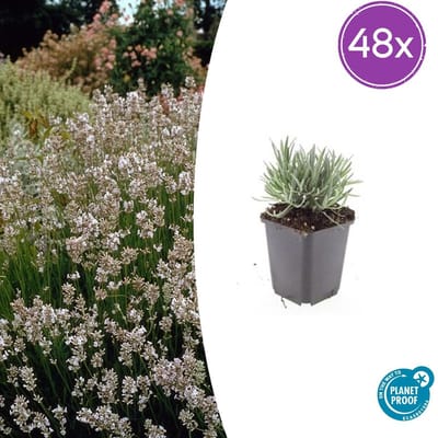 Tuinplantenshop.com | Lavandula int. 'Edelweiss' | 48 stuks - Ø9cm - 10-25cm hoog - Tuinplant
