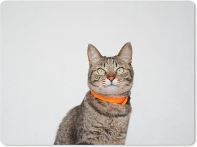 Muismat Katten - Kat met halsband muismat rubber - 23x19 cm - Muismat met foto