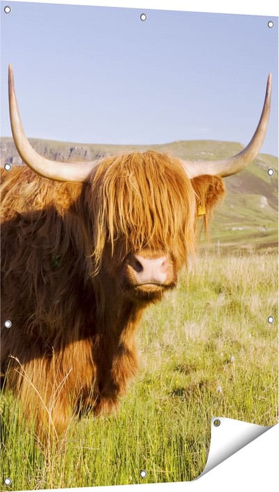 Gards Tuinposter Schotse Hooglander Koe - Kleur - 80x120 cm - Tuindoek - Tuindecoratie - Wanddecoratie buiten - Tuinschilderij