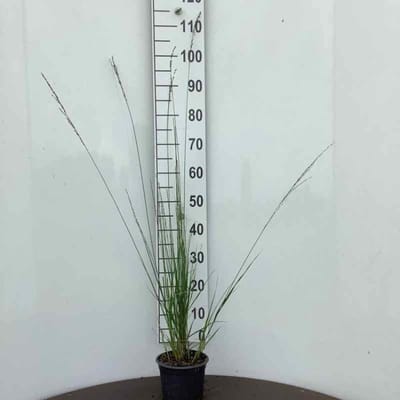Plants Online - Tuinplanten - Siergrassen - Set van 1 - Molinia caerulea 'Heidebraut' - 2 liter pot - Plant