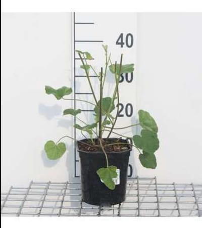 2 x Lavatera hybr. 'Barnsley' - Malvastruik, Struikmalva, 25- 30 cm in pot