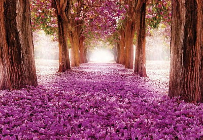 Fotobehang Flowers Tree Path Pink | XL - 208cm x 146cm | 130g/m2 Vlies