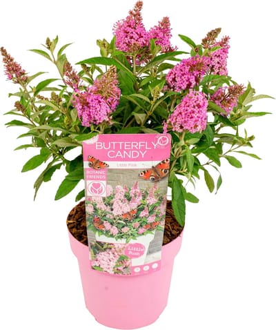 Bloomique - Buddleja Butterfly Little Pink - Vlinderstruik - Tuinplanten - Winterhard - Hoogte 30-40 cm - Pot 19 cm