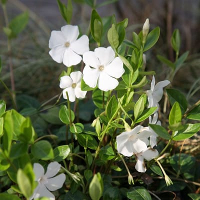 6 x Vinca Minor'Gertrude Jekyll' - Maagdenpalm pot 9x9cm