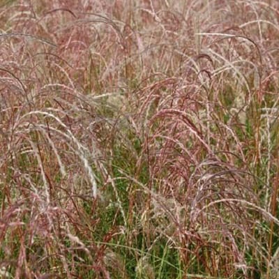 6 x Miscanthus Sinensis 'Kleine Fontaene' - Scherpgroen pot 9 x 9 cm - Sierlijke Fontein van Groen en Wit