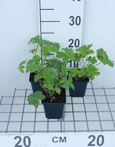 6x Zeeuws knoopje - Astrantia maj. 'Buckland' | 9x9 cm pot